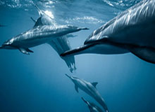 开云官方入口-世界羽联最新排名：国羽三项第一 石宇奇男单榜首